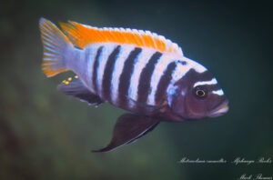 Metriaclima emmiltos 'Mphanga Rocks'